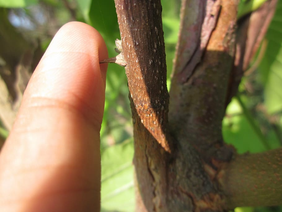 thorn, finger, plant, tree, hand, green, nature, leaf, environmental HD wallpaper