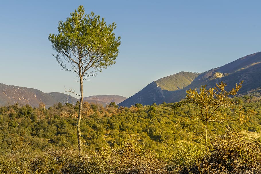aleppo pine, landscape, fall, mountains, lights, color, daylighting HD wallpaper