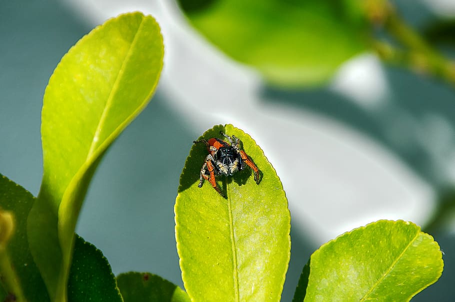 spider, leaf, nature, sun, plant part, animal wildlife, invertebrate HD wallpaper