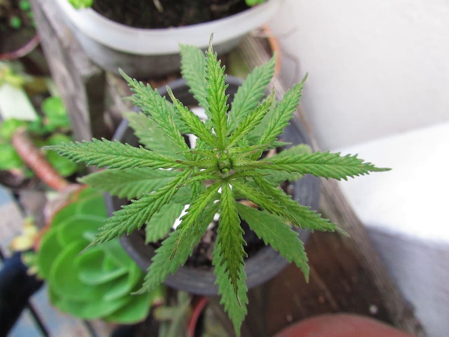 shallow focus photography of green plant, marijuana, mandala HD wallpaper