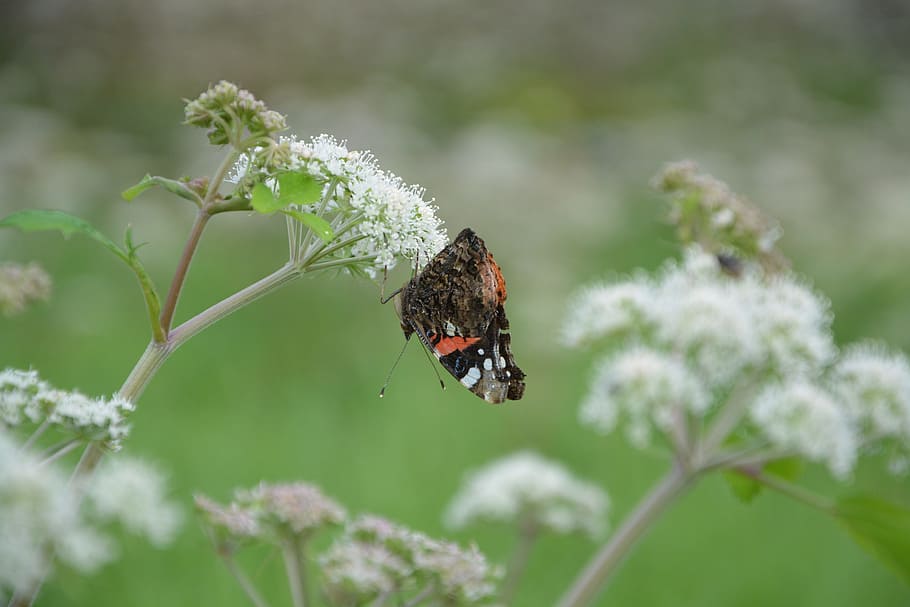 butterfly, flower, forage, wings closed, nature, white flower HD wallpaper
