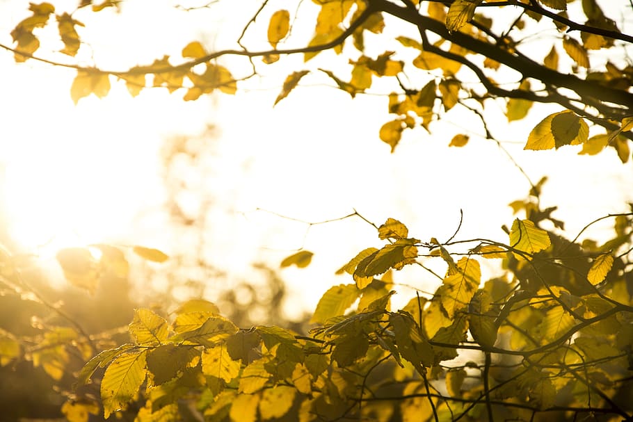 nature, trees, branches, leaves, sky, light, rays, leaks, warm HD wallpaper