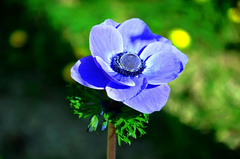 wind flower, blue, spring flower, nature, plant, petal, close-up HD wallpaper