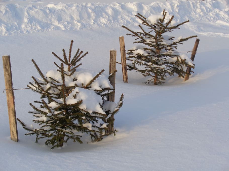 Snow, Light, Spruce, Tree, winter, christmas, christmas tree HD wallpaper