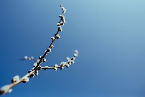 Early spring garden, plants, hoe, gardening, watering can, seedling HD wallpaper