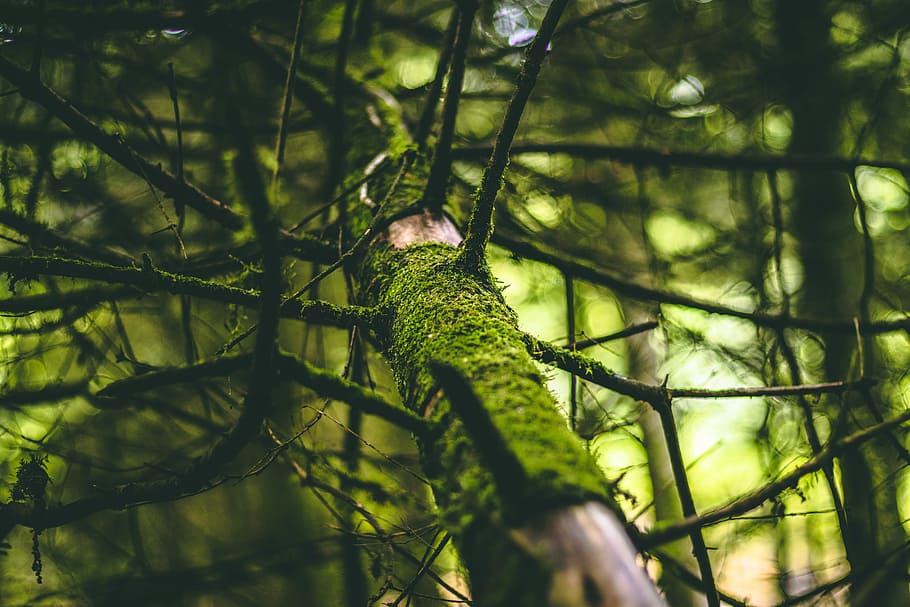 low angle photography of tree at daytime, low angle photo of green leafed tree HD wallpaper