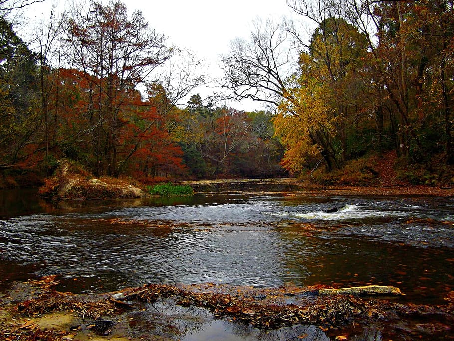 river between trees, water, fall, nature, flora, floral, scenic HD wallpaper