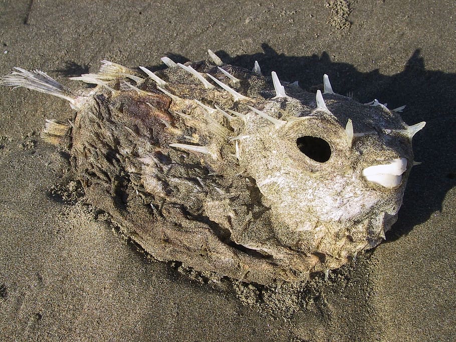 fish, sand, beach, holiday, sea, dead, scale, nature, high angle view HD wallpaper