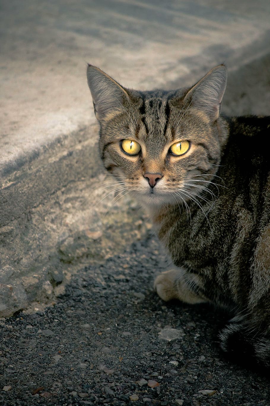 cat, alley cat, european cat, yellow eyes, street cat, gutter, HD wallpaper