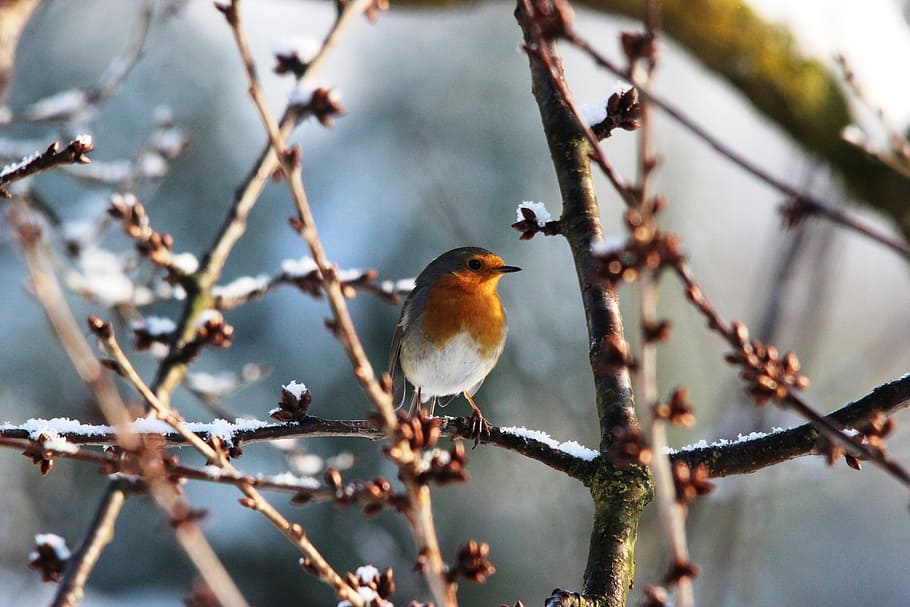 orange and white bird perched on snow covered tree, robin, spring HD wallpaper