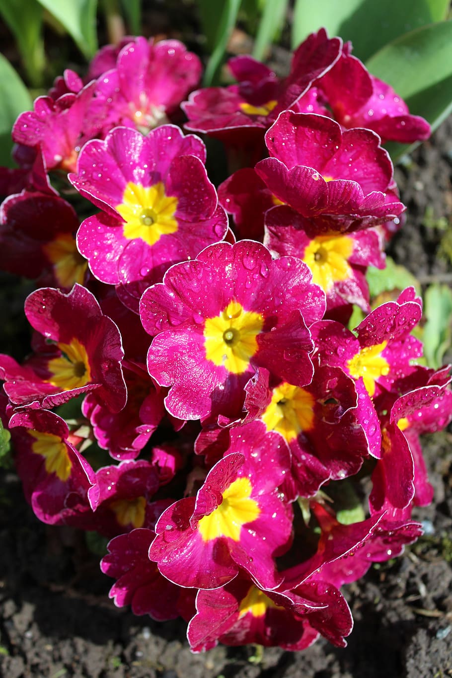 primrose, flowers, spring, pink, plant, close, nature, spring flower HD wallpaper