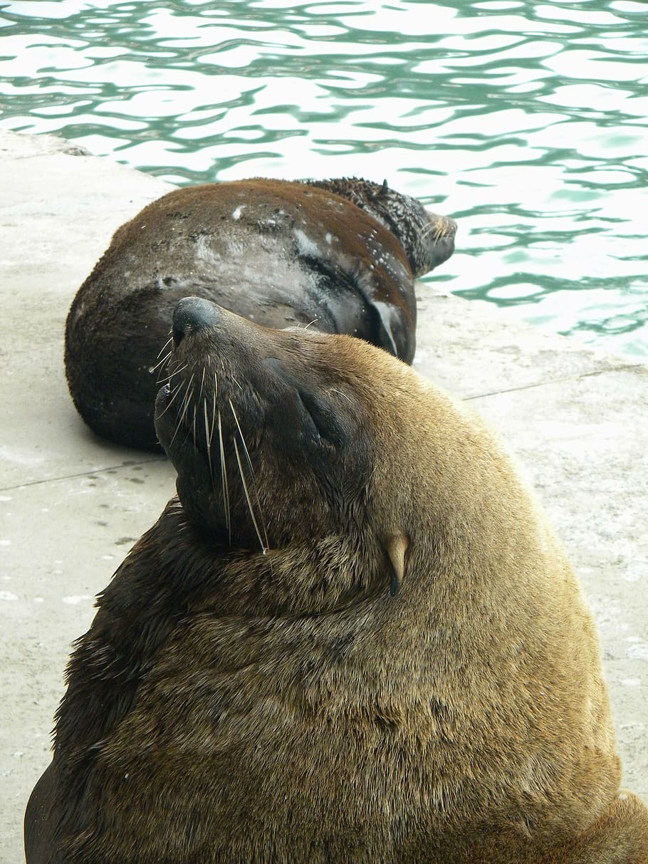 seal, bold, loiter, animal, animal themes, animals in the wild HD wallpaper