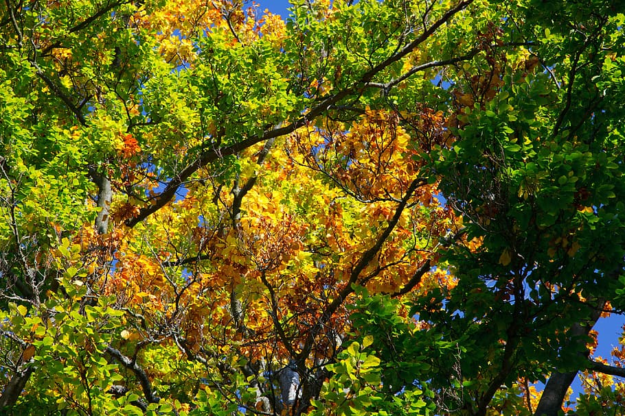 autumn, background, beech, brown, color, colorful, flora, golden HD wallpaper