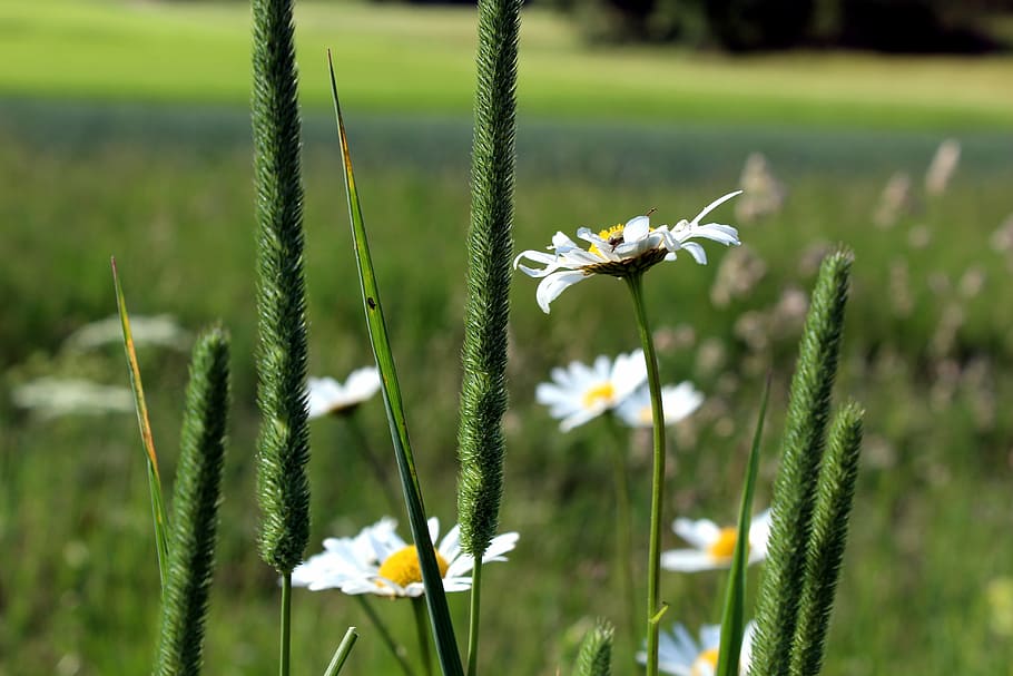 spring, meadow, flower, daisy, nature, wildflowers, landscape HD wallpaper