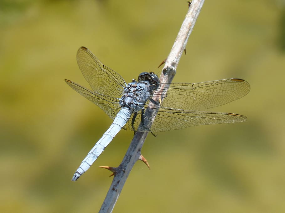 blue dragonfly, blackberry, pond, orthetrum coerulescens, wetland, HD wallpaper