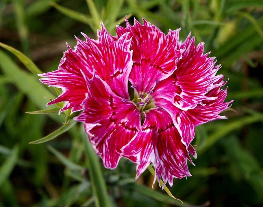 flower, summer, garden, flowering plant, fragility, beauty in nature HD wallpaper
