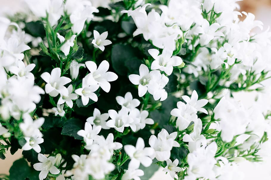 Summer flowers closeup, nature, plant, close-up, white, springtime HD wallpaper