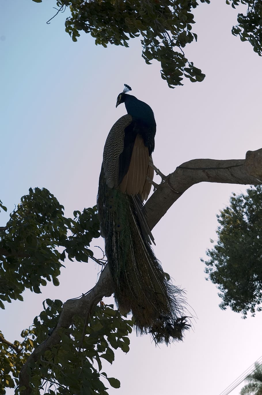 peacock, tree, summer, peacocks, birds, plumage, spring, feathers HD wallpaper