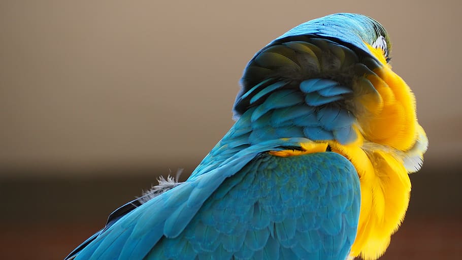 macaw, blue, yellow, bird, beak, animal, parrot, nature, wildlife, HD wallpaper