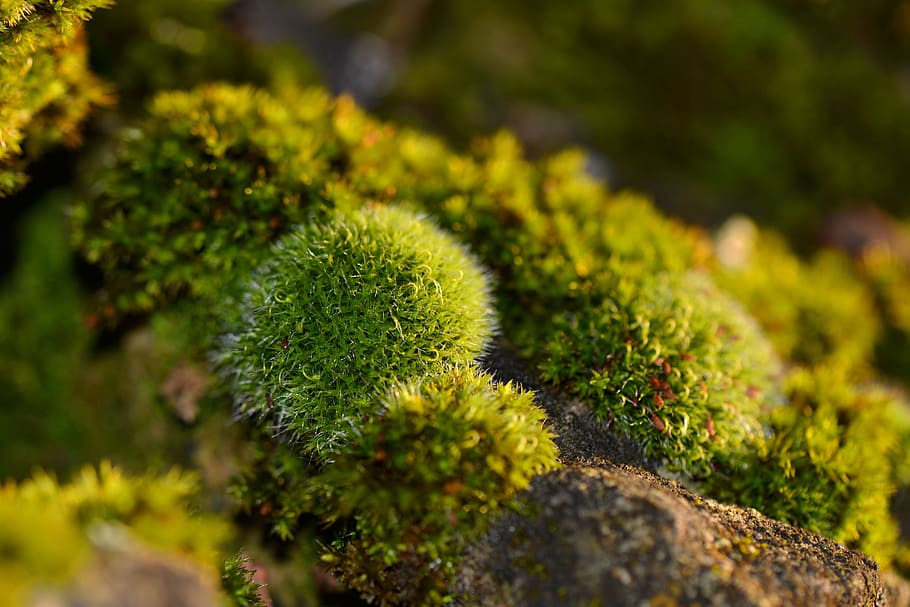 shallow focus of green plant, foam, nature, forest, macro, growth HD wallpaper