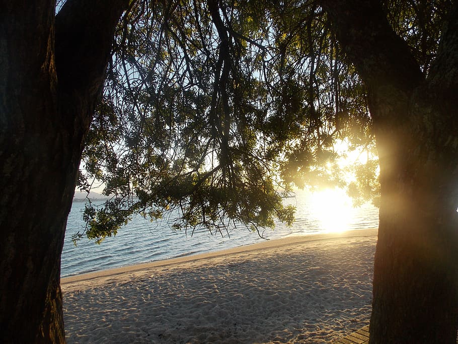 nature, beach, backpacking, landscape, tree, sunlight, beauty in nature HD wallpaper