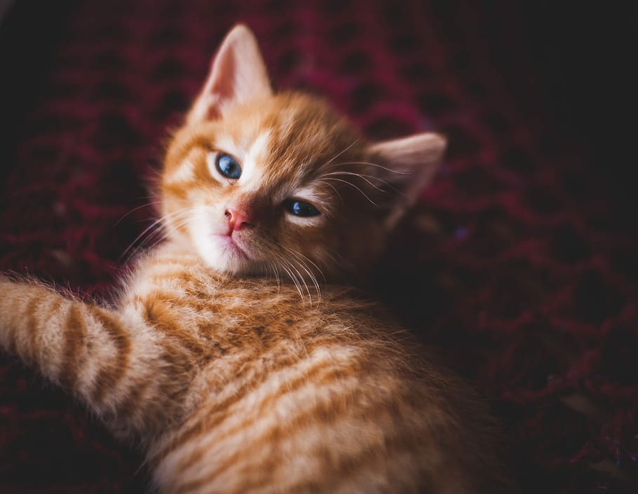 lying orange tabby cat, orange tabby cat on textile, kitten, pet HD wallpaper