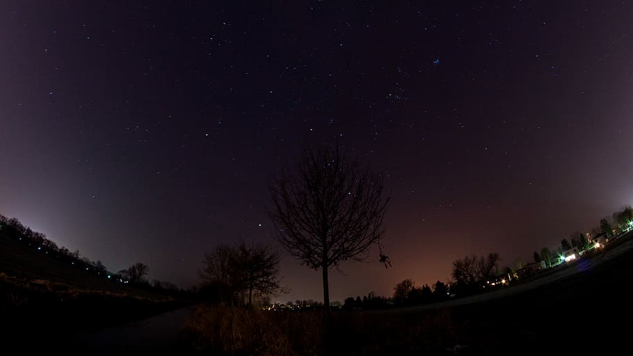 leafless tree under starfield during nighttime, trees under purple sky HD wallpaper