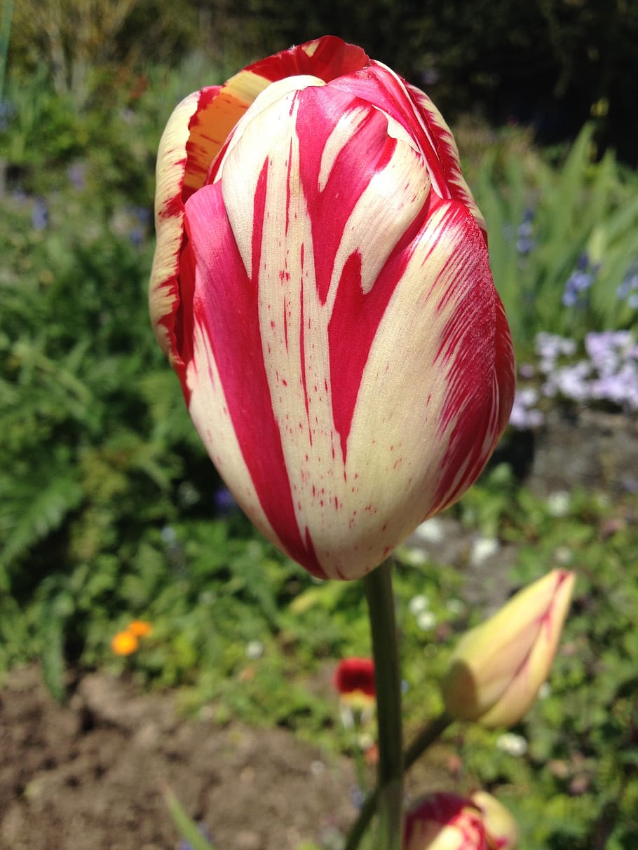 tulip, spring, garden, spring flower, plant, flamed, close HD wallpaper