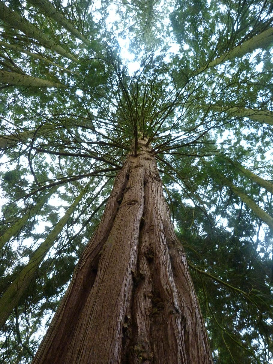 redwood, sequoia, flora, tree, nature, tree Trunk, forest, outdoors HD wallpaper