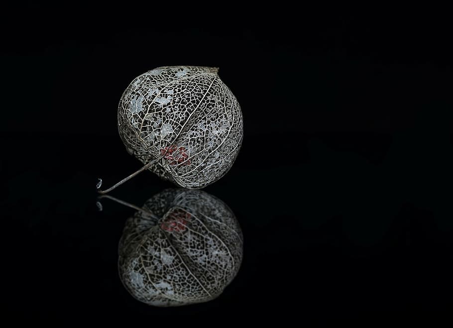 two gray flowers, physalis, frame, structure, fruit, plant HD wallpaper