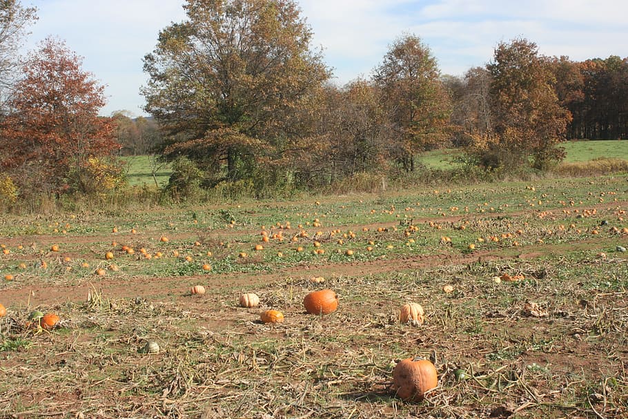 pumpkin, patch, field, autumn, fall, harvest, orange, halloween, HD wallpaper