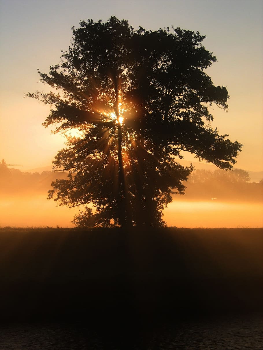 black tree during sunset, beautiful, sky, clouds, orange, red HD wallpaper