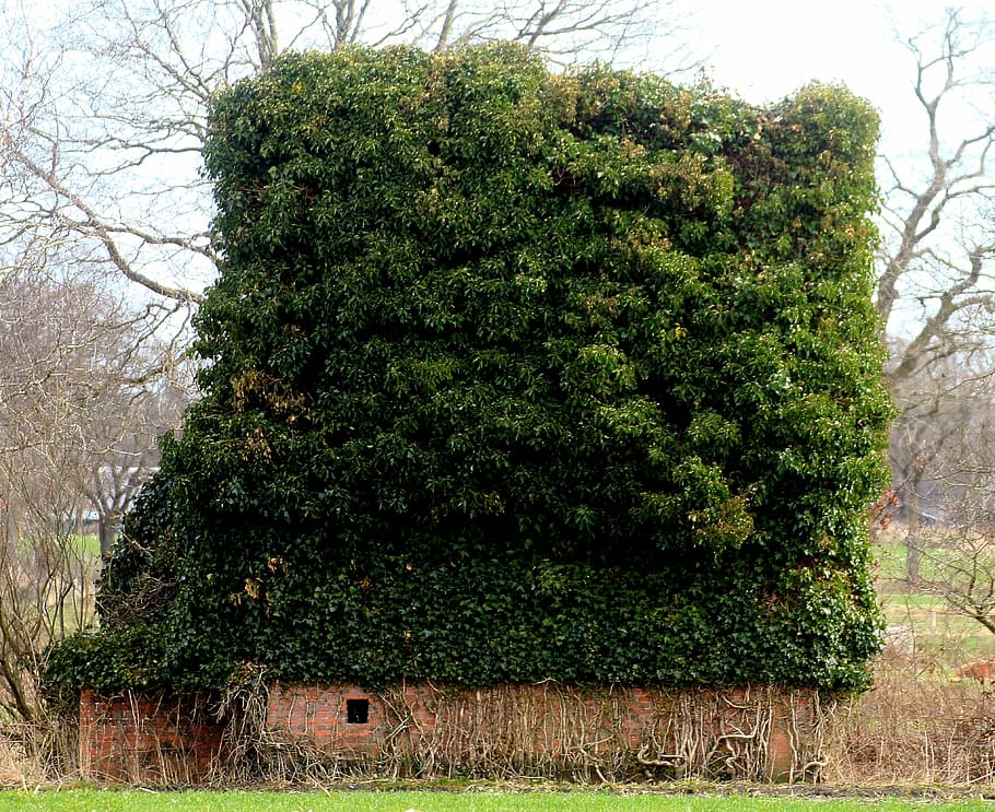 overgrown, turfed, building, ingrowing, old, home, green, plant HD wallpaper