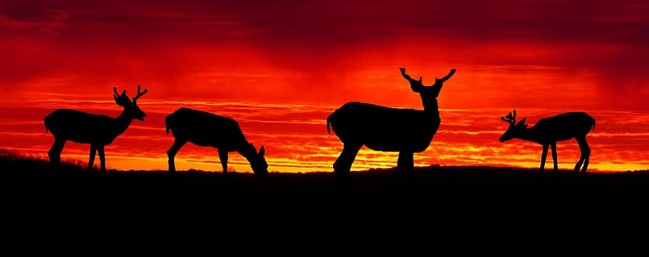 HD wallpaper: sunset, deer, biches, summer, twilight, nature, sky
