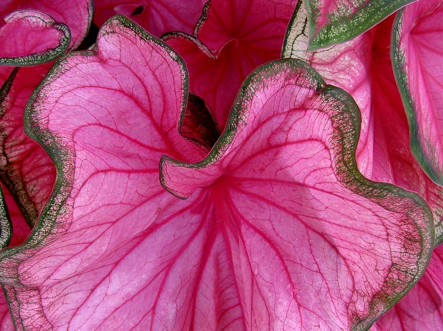 closeup photo of pink petaled flower, caladium, nature, pink color, HD wallpaper