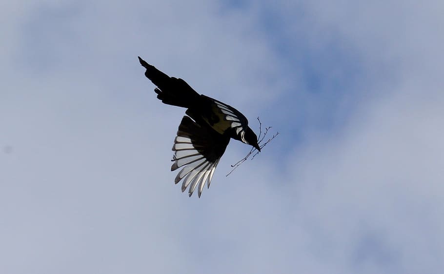elster, flight, feather, bird, raven bird, blue sky, animal HD wallpaper