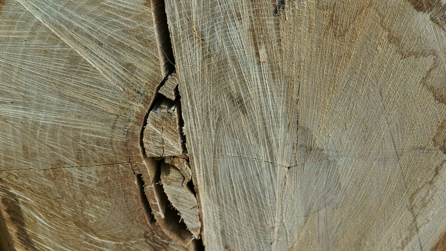 Log, Wood, Wood, Structure, wood structure, wood - material HD wallpaper