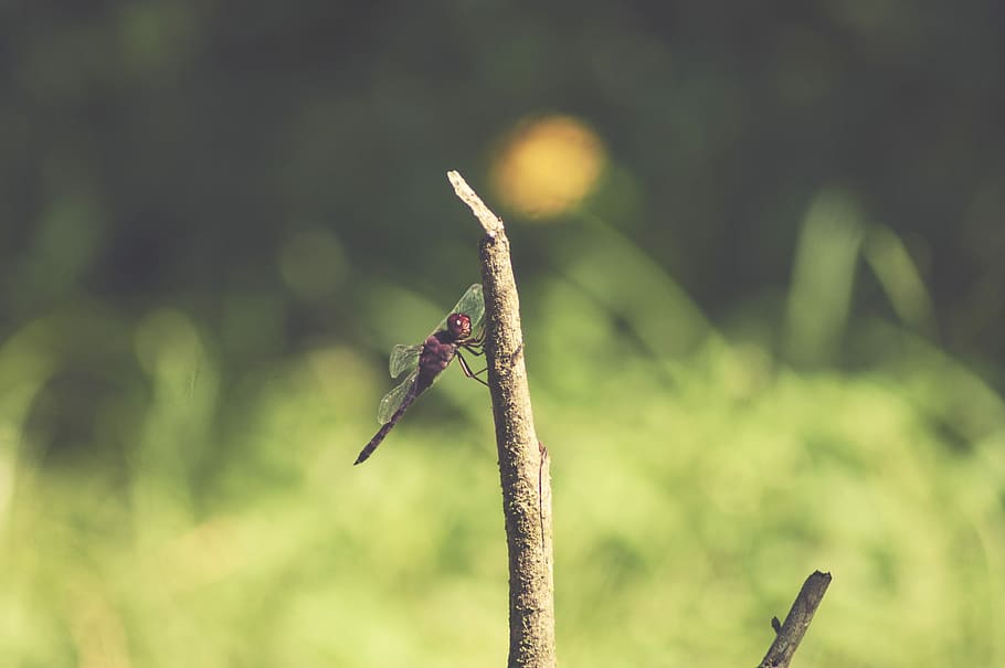dragonfly on tree branch, brown dragonfly on tree trunk, insect HD wallpaper