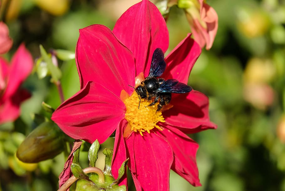 selective focus photography of bee pollinating on pink flower HD wallpaper