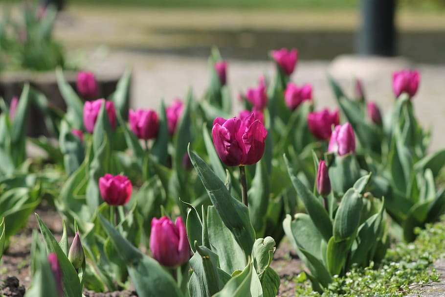 Tulip, Spring, Flower, Violet, Nature, garden, plant, spring flower HD wallpaper
