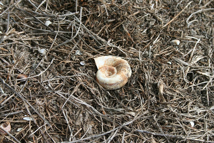 shell, close, leave, high angle view, land, plant, no people HD wallpaper
