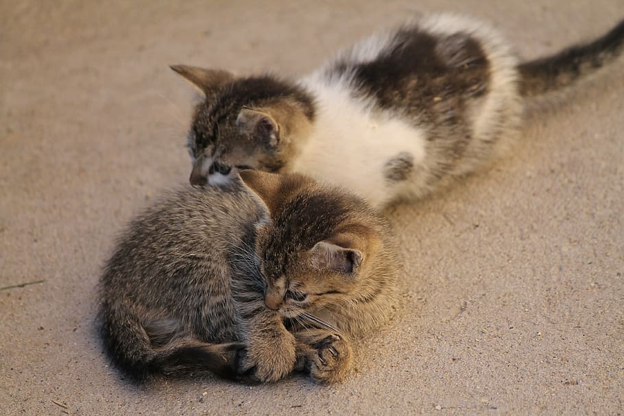 cats, pets, kitten, cute, domestic Cat, animal, animal themes HD wallpaper