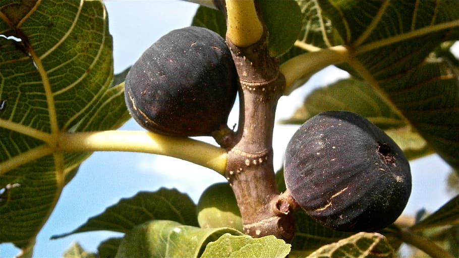 fruit, figs, higera, tree, vegetable, nature, plant, no people HD wallpaper