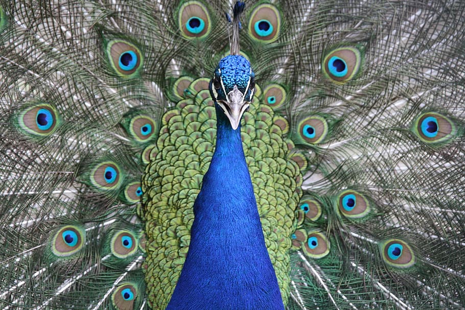 shallow photography of a peacock, blue, green, black, close-up HD wallpaper
