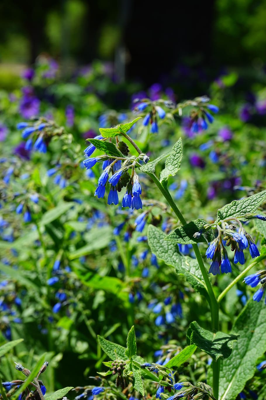 Flowers, Bush, Rough Comfrey, blue, symphytum asperum, caucasus feverfew, HD wallpaper