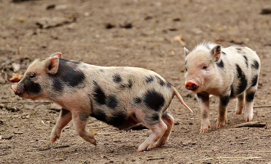 two piglets on ground, small pigs, mini, cute, sweet, funny HD wallpaper