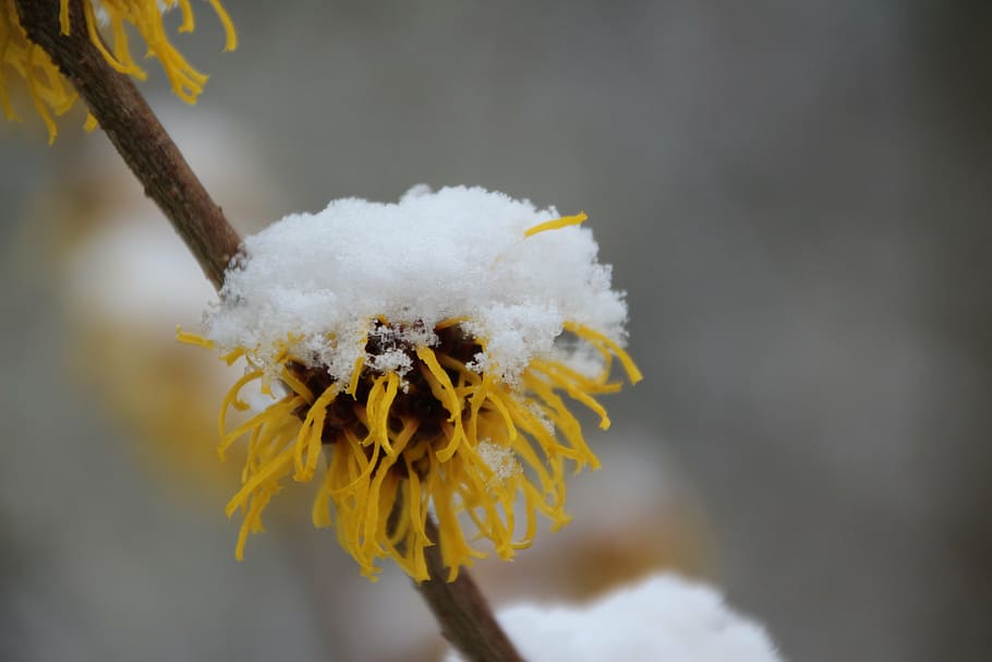 snow, plant, nature, cold, snowed in, snowy, new zealand, flower HD wallpaper