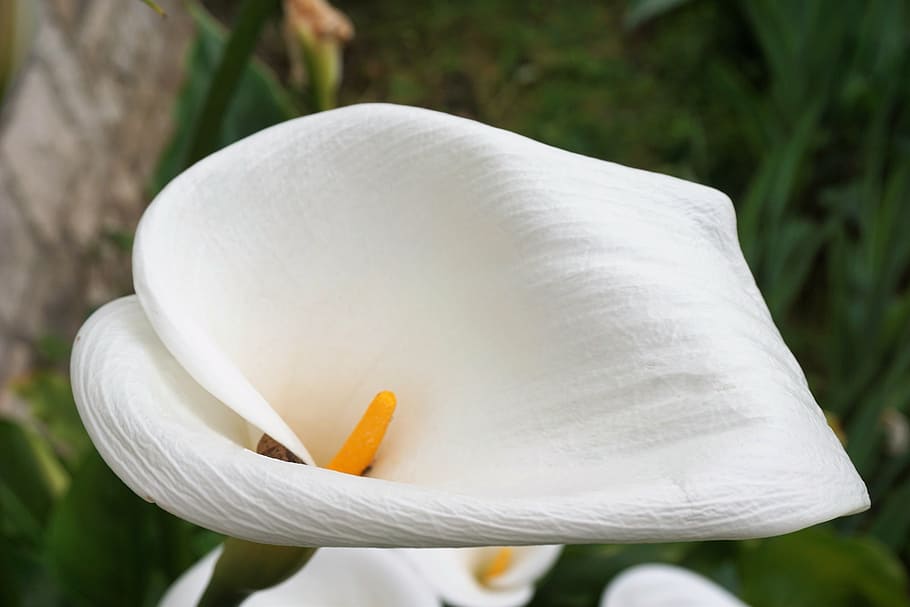 flower, arum, flora, flowering, white, plant, botany, close-up HD wallpaper