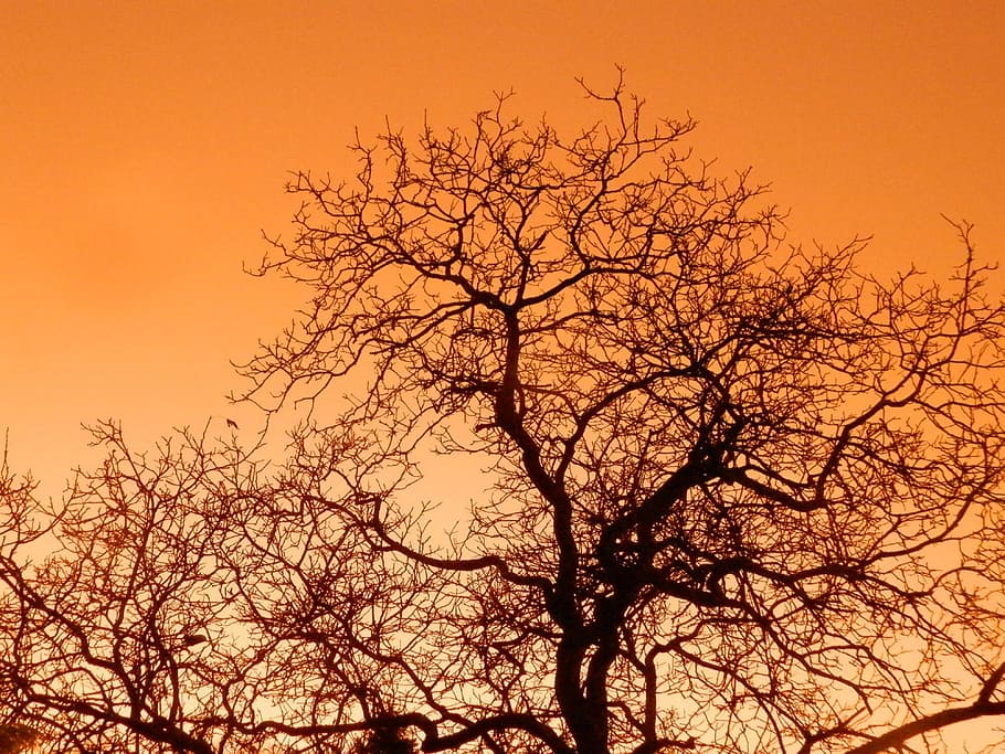 Tree, Sunset, Orange, Branch, sky, common walnut, colored, bare tree HD wallpaper