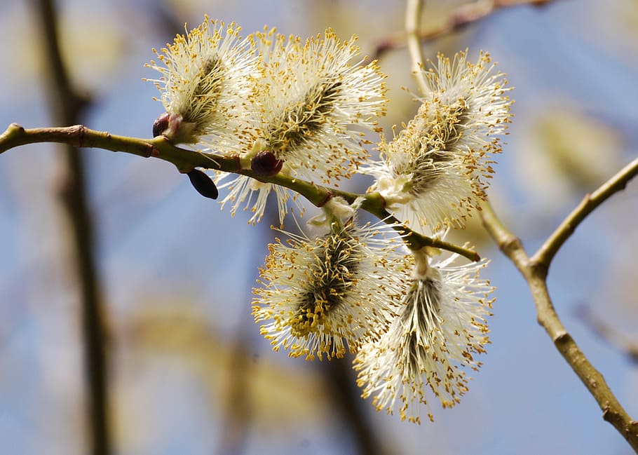 wildflower, willow, catkin, salix, close-up, spring, floral, HD wallpaper